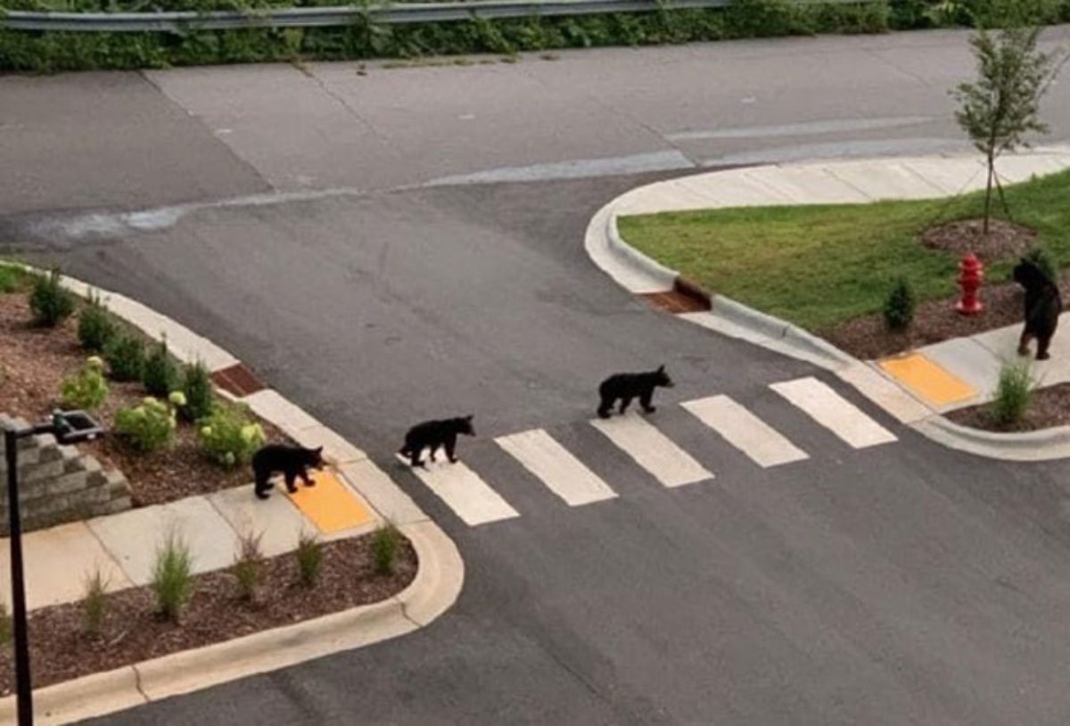 mother bear standing on hind legs on a sidewalk while 3 bear cubs are walking on a crosswalk