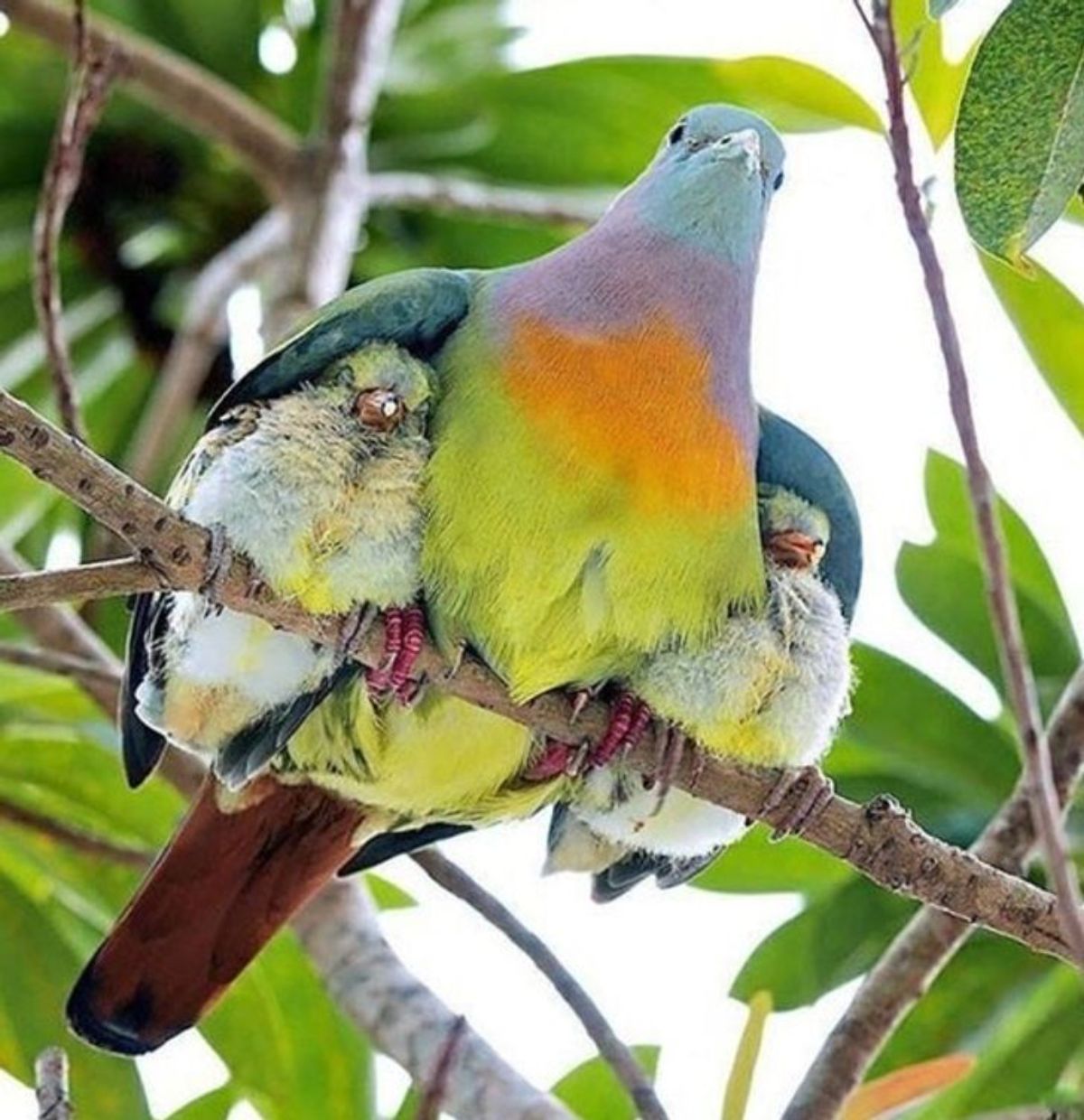 multi-coloured bird holding 2 baby birds under the wings on either side
