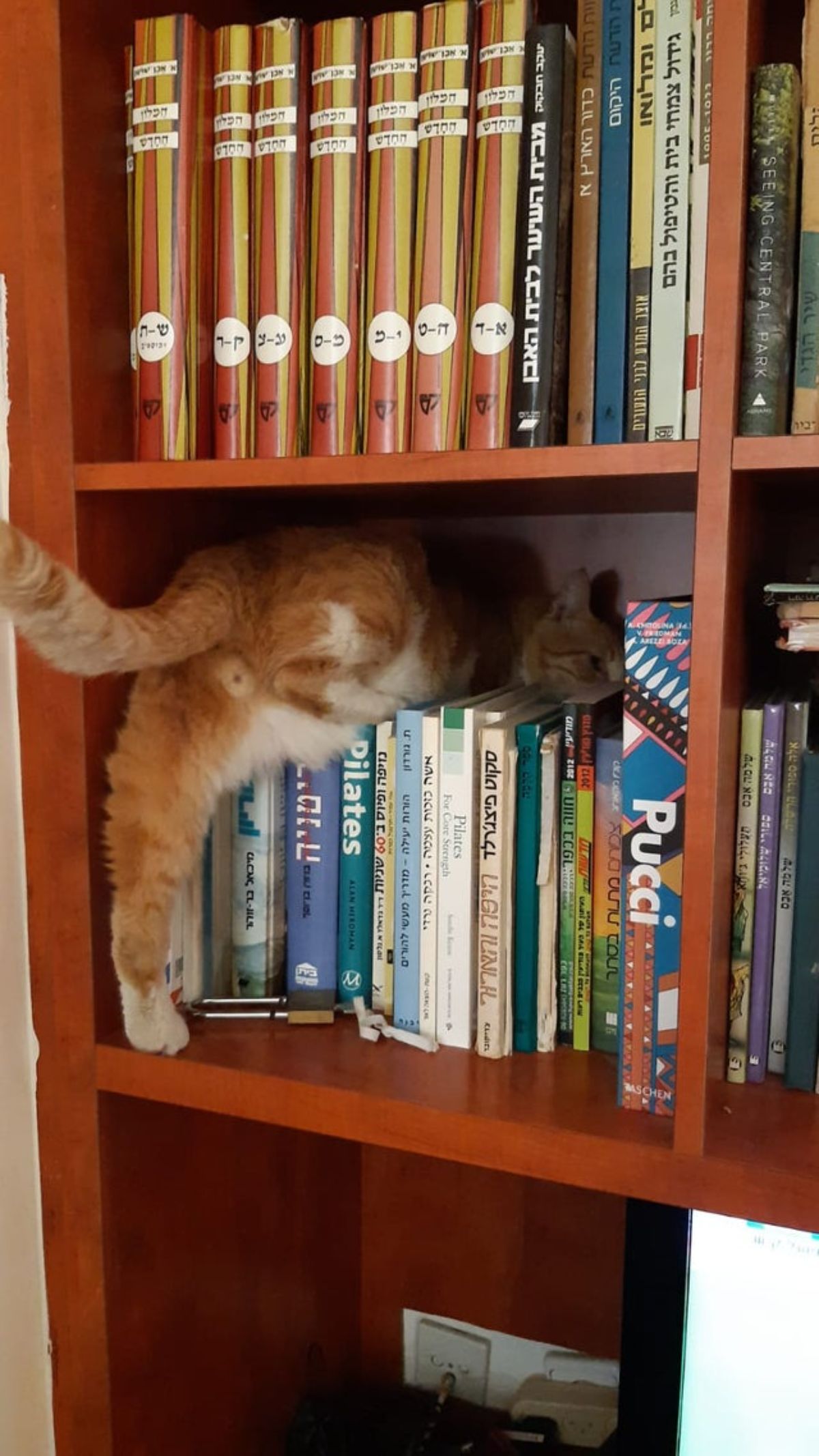 orange and white cat on books in a brown shelf