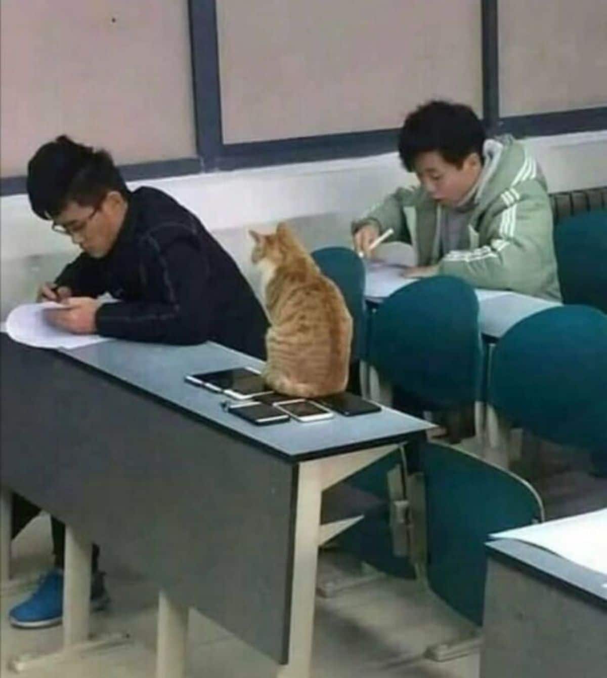 orange and white cat sitting on a pile of mobile phones on a table with a man doing an exam paper next to the cat and another man behind him