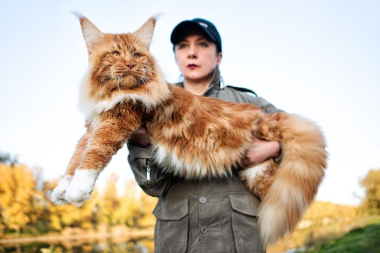 Kefir The Gigantic Maine Coon Cat Is The Size Of A Dog - Dog Dispatch