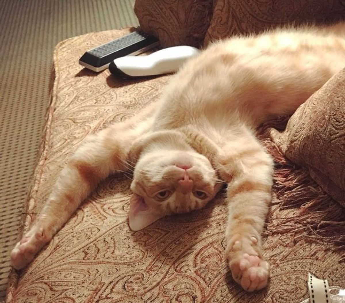 orange cat laying belly up with front legs stretch over the head on a brown patterned cushion