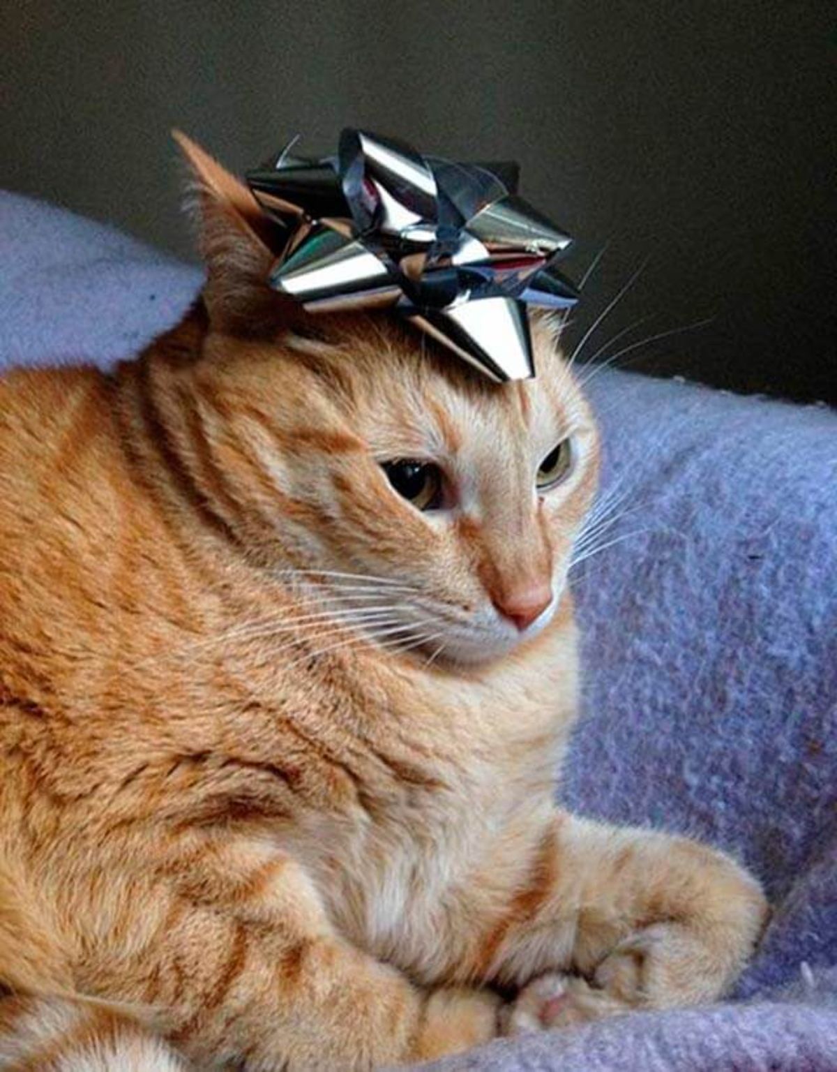 orange cat laying on a blue blanket with a silver ribbon on its head