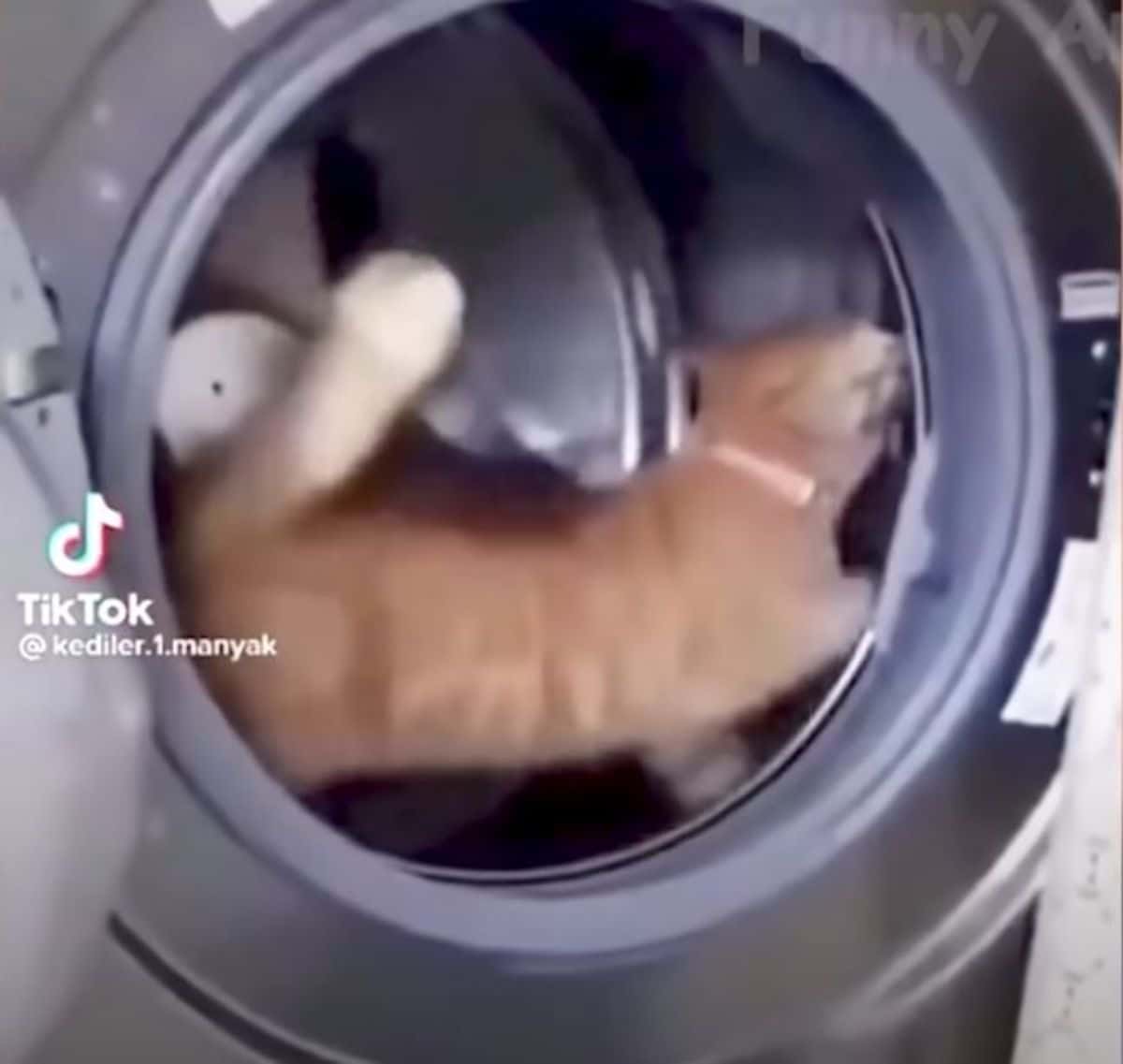 orange cat running inside a washing machine