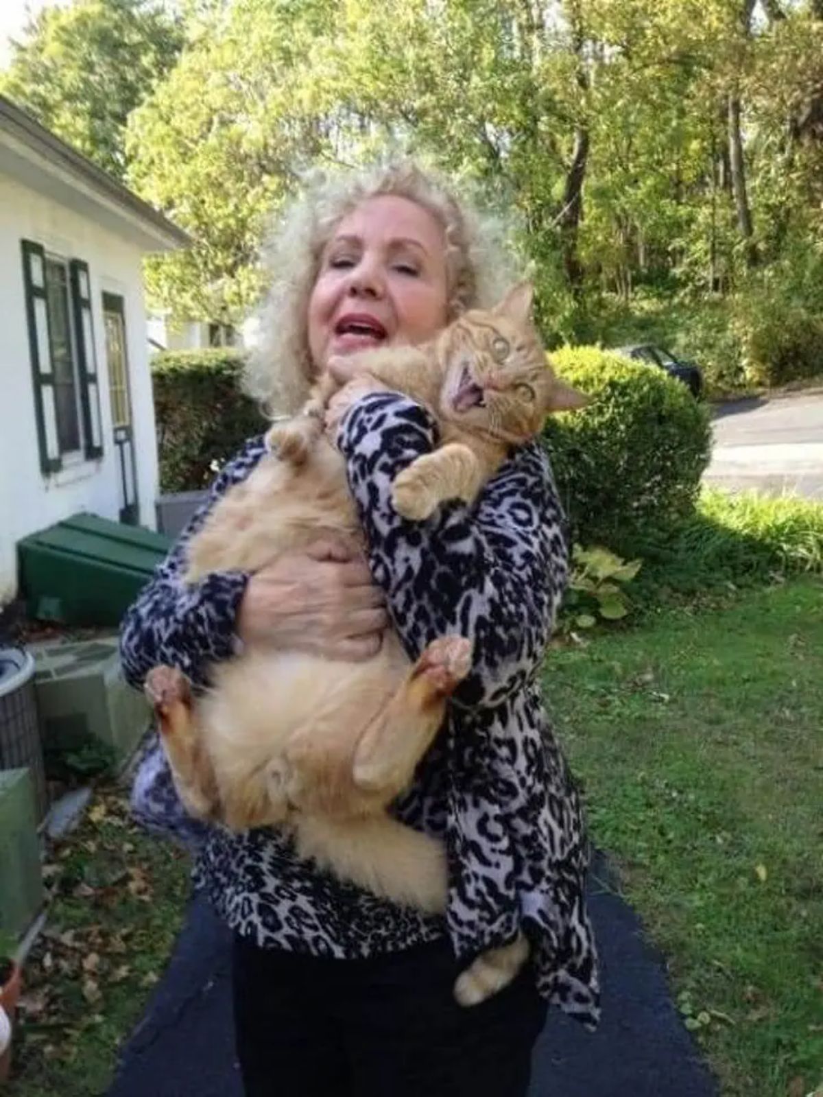 orange cat screaming while getting held by an old woman