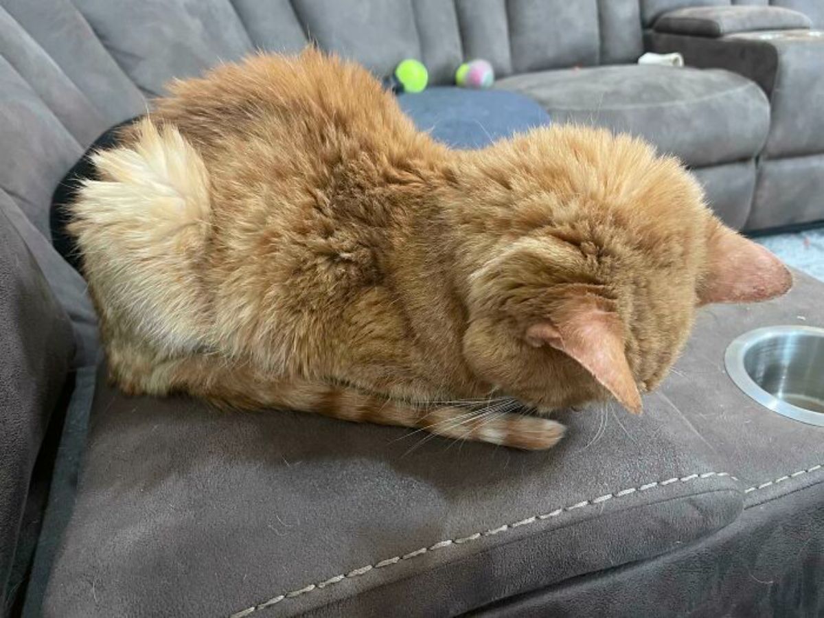 orange cat sitting like a loaf and sleeping faceplanted into a grey sofa