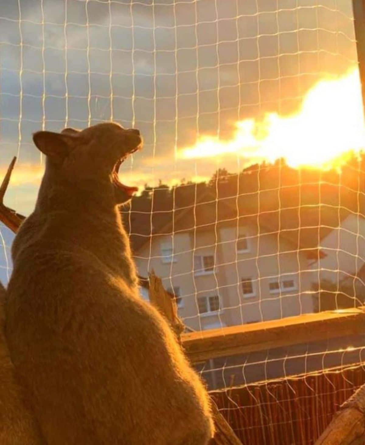 orange cat with its mouth wide open next to a net and bright white and orange clouds in the sunset behind the cat looking like flames coming out of its mouth