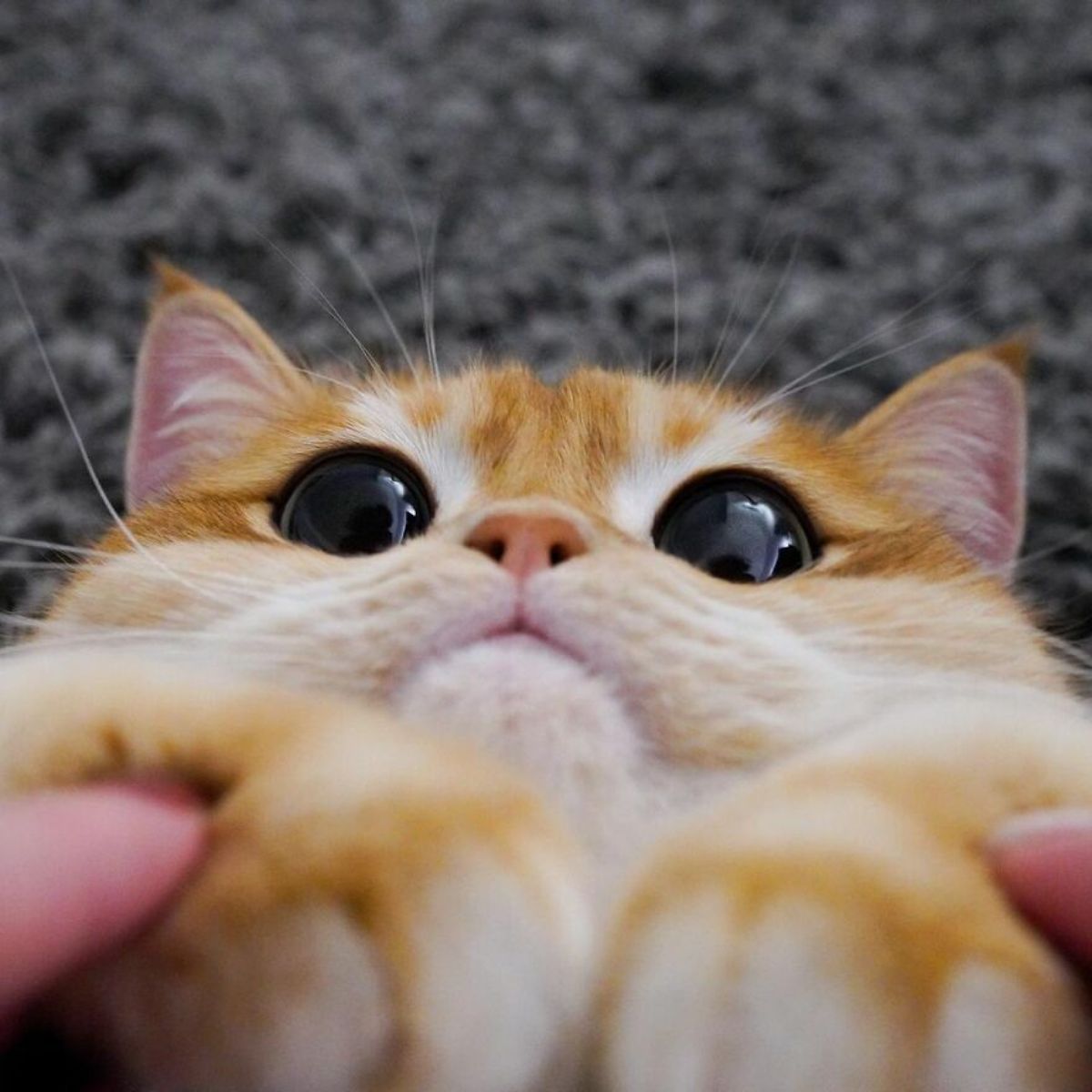 orange cat with large black eyes close up with front paws being held