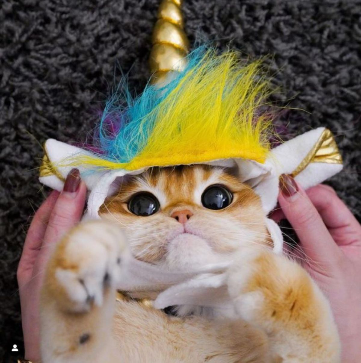orange cat with large black eyes laying down wearing a unicorn outfit