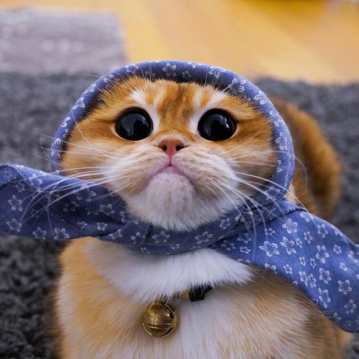orange cat with large black eyes wearing a blue and white patterned scarf around the head