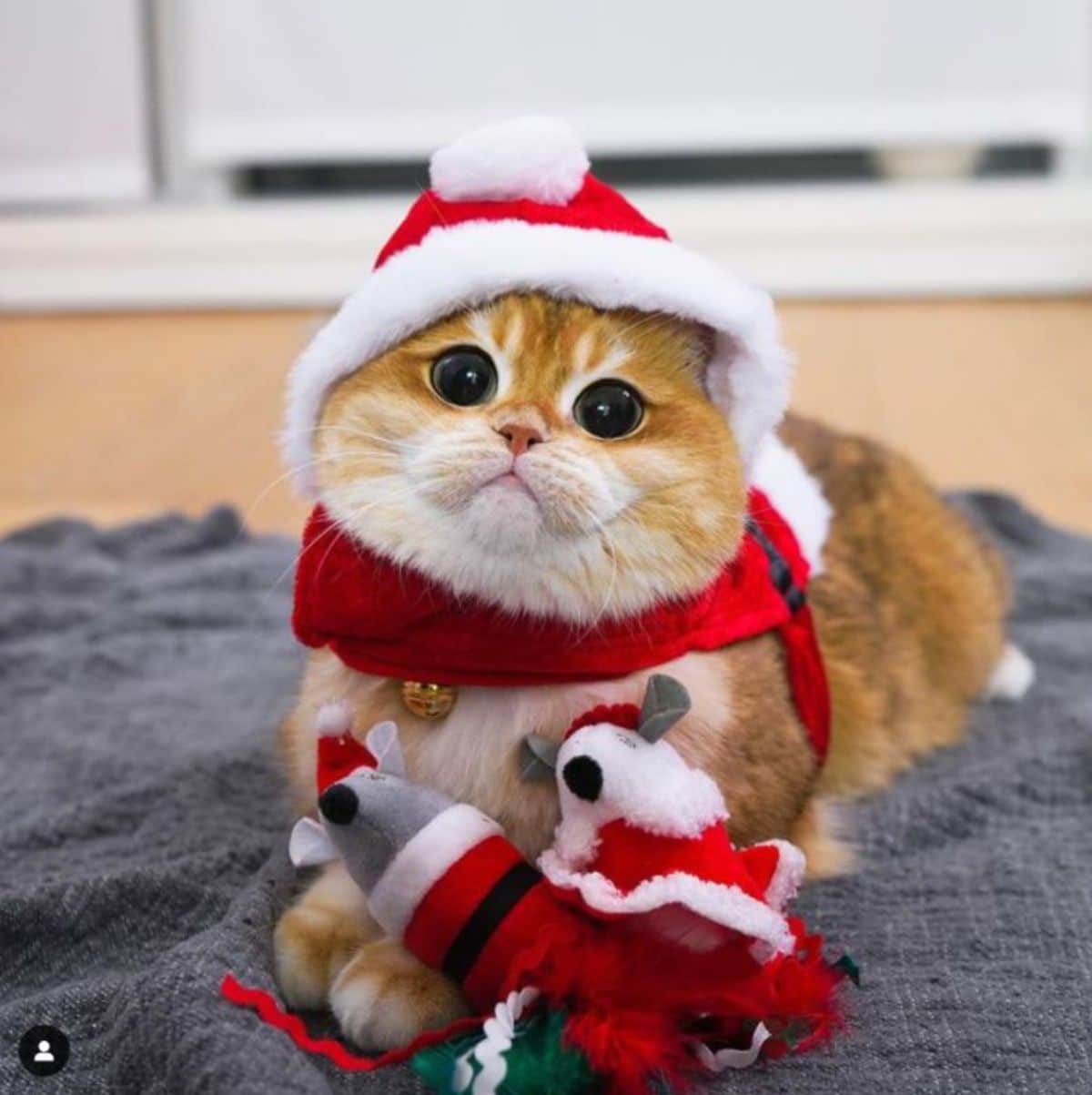 orange cat with large black eyes wearing a santa costume
