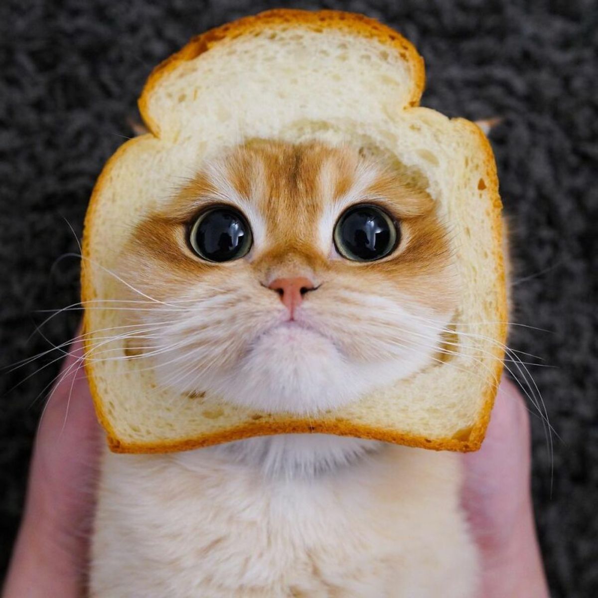 orange cat with large black eyes with a slice of white bread around the head