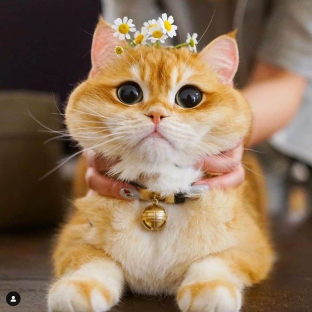 orange cat with large black eyes with some small white flowers on its head