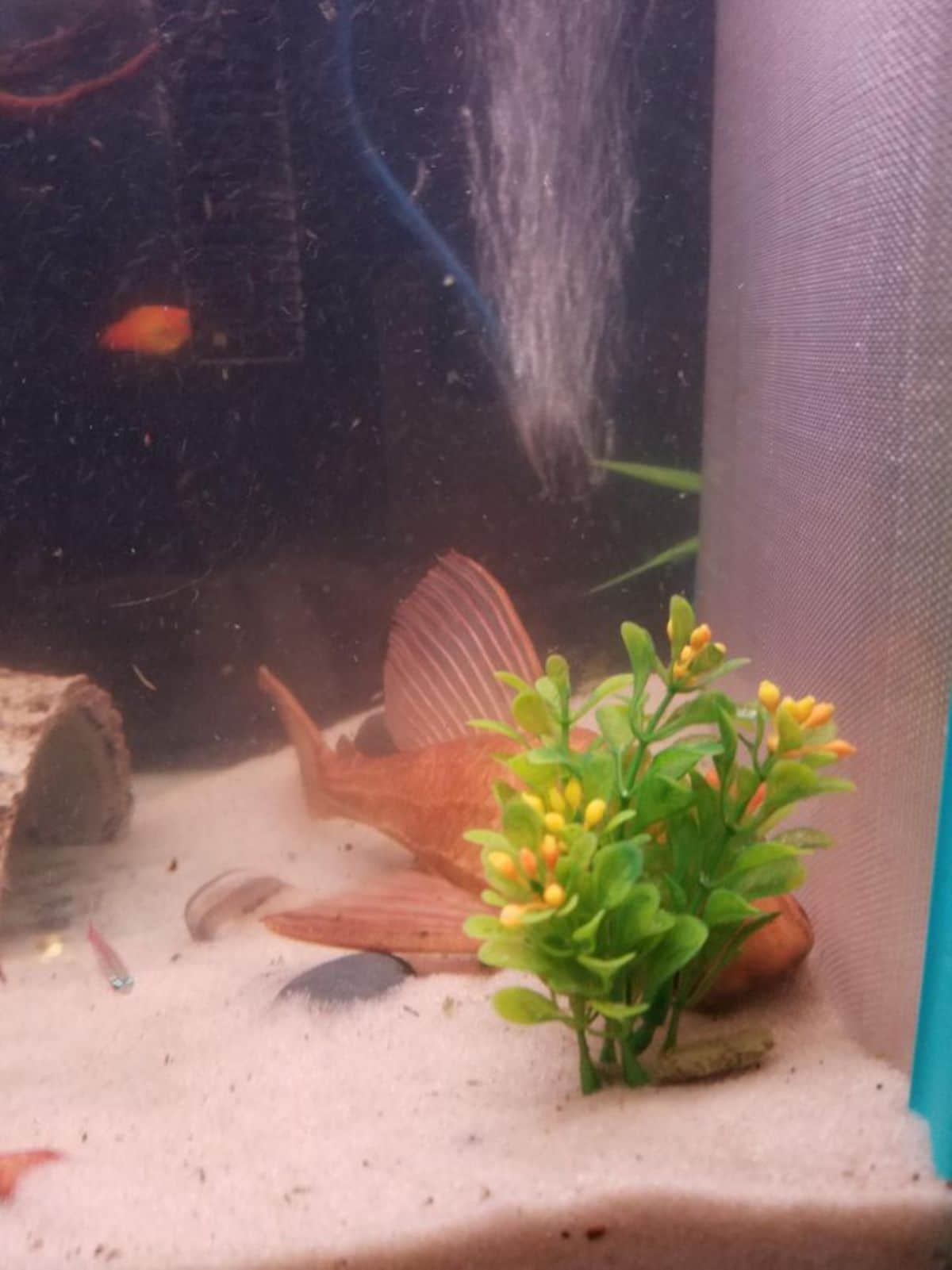 orange fish in a fish tank hiding behind a plant