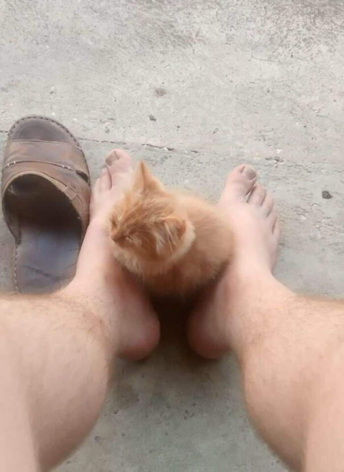 orange fluffy kitten sleeping while sitting between a person's feet