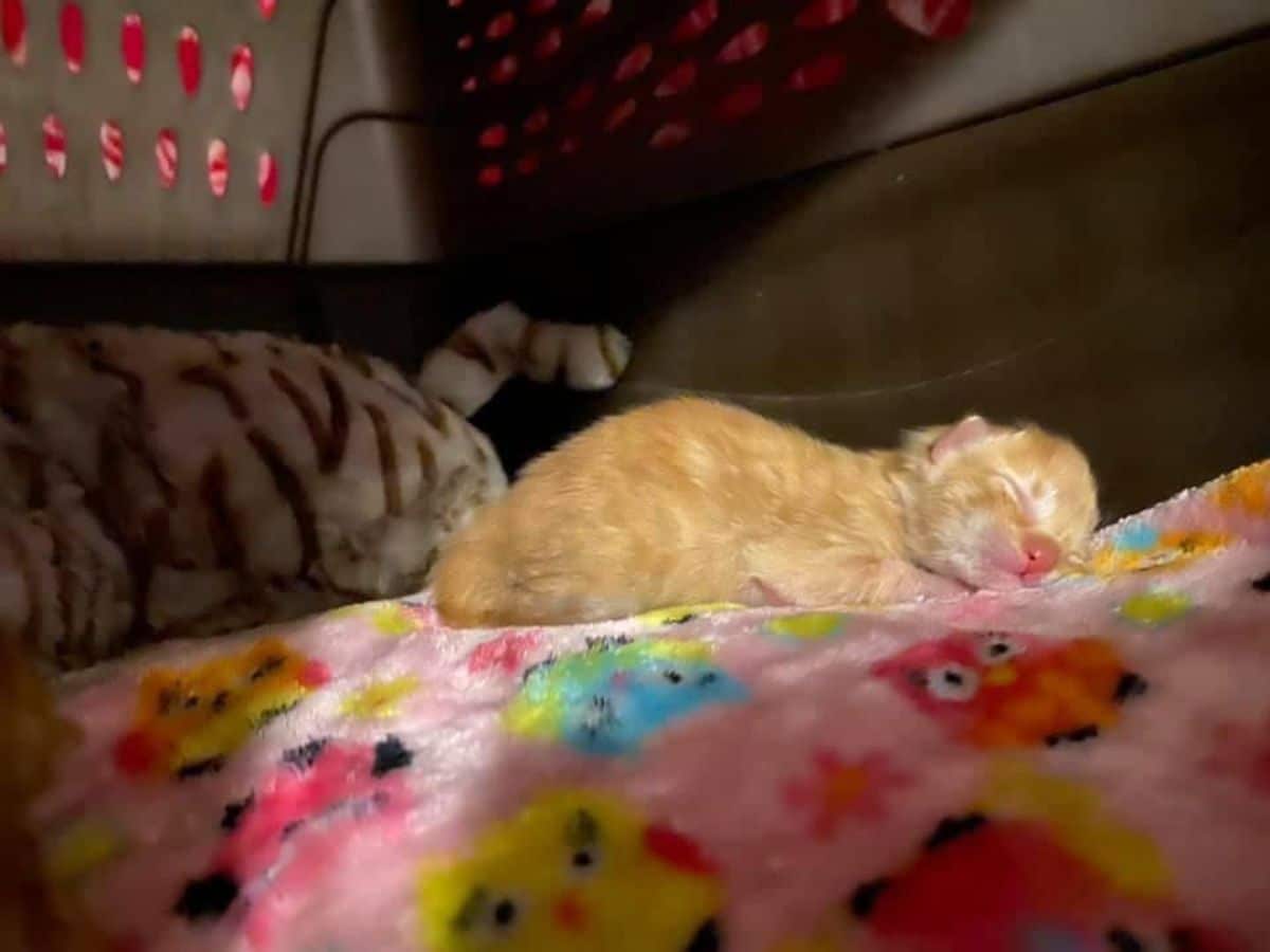 orange kitten sleeping on a pink patterned blanket next to a white and brown tiger stuffed toy