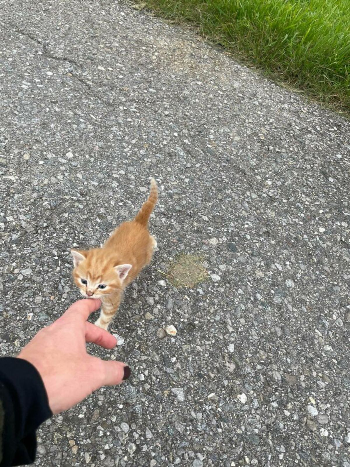 orange kitten sniffing someone's hand