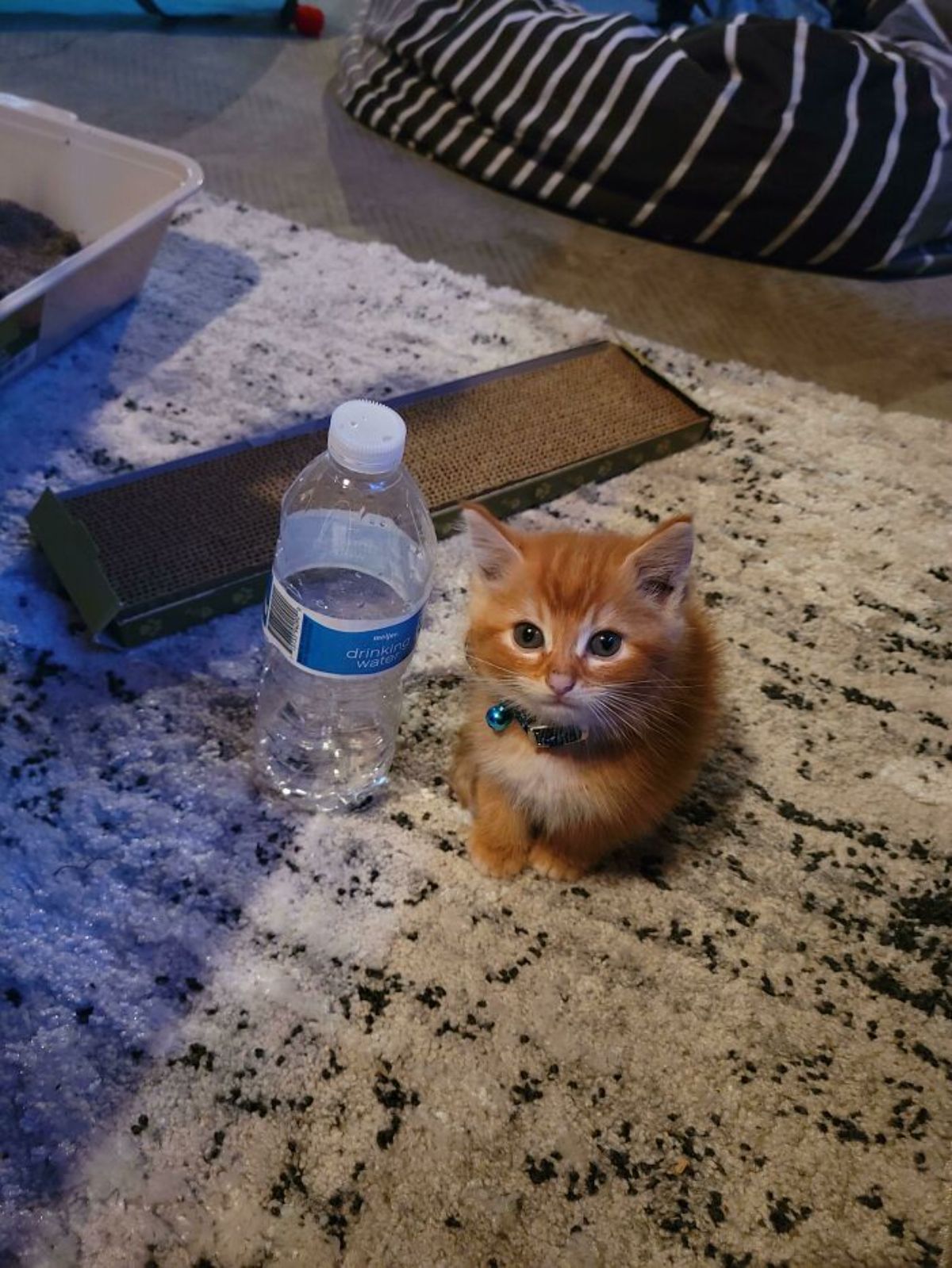 orange kitten wearing a blue collar sitting on the floor next to a water bottle