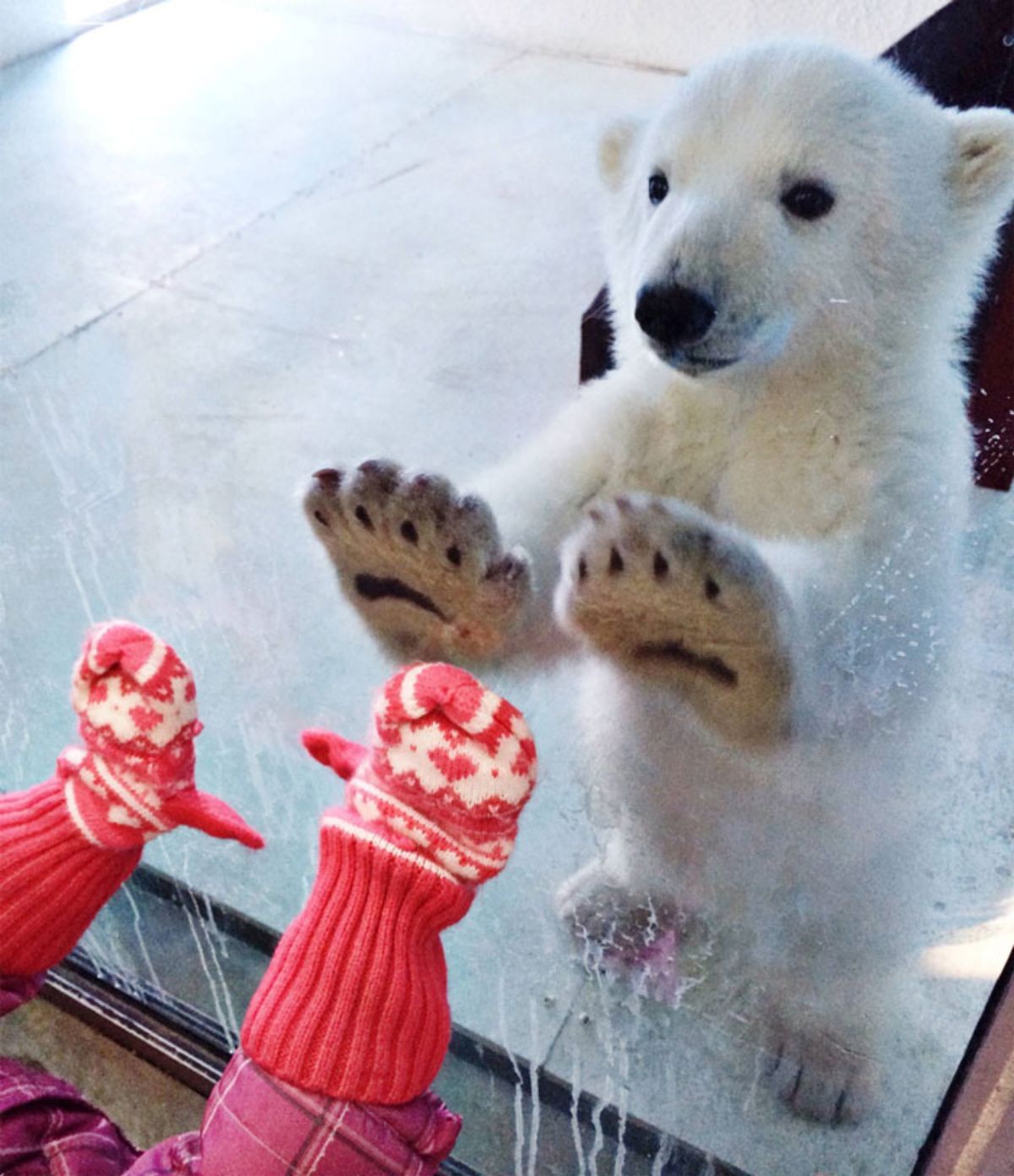 polar bear cub and little child standing on either side of a glass and putting their palms against each other
