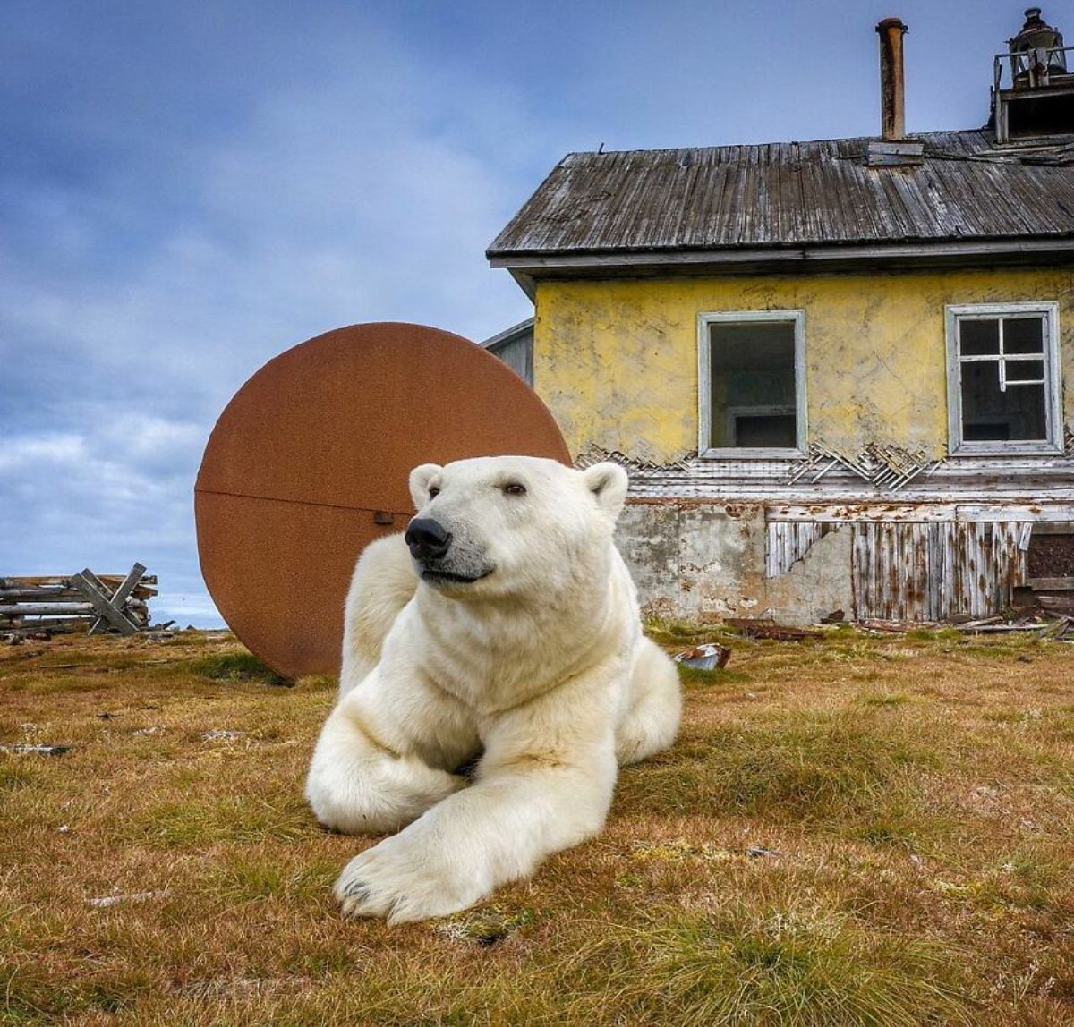 polar bear laying on grass in front of a brown barrel and a yellow house