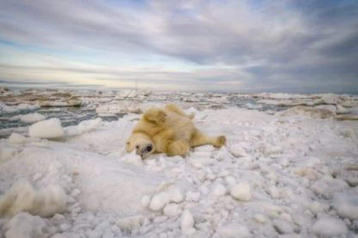 polar bear laying sideways on ice