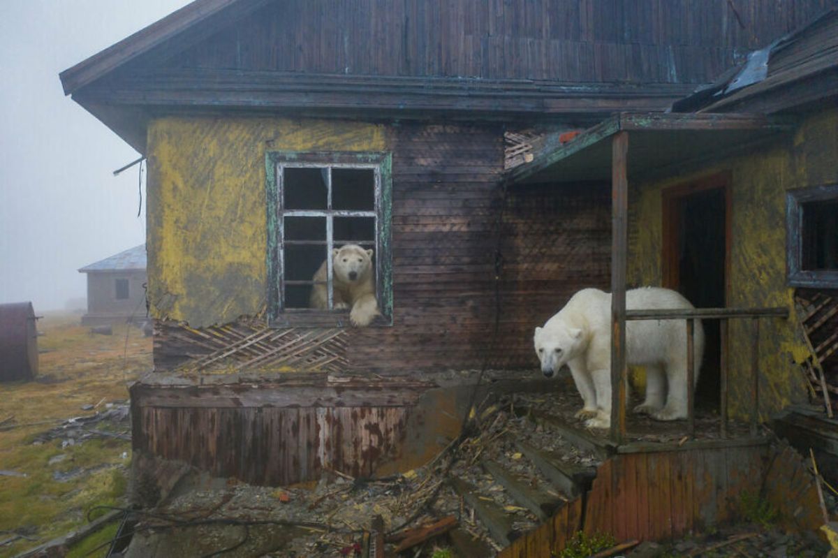 polar bear leaning out of window of a house and another polar bear standing on a porch