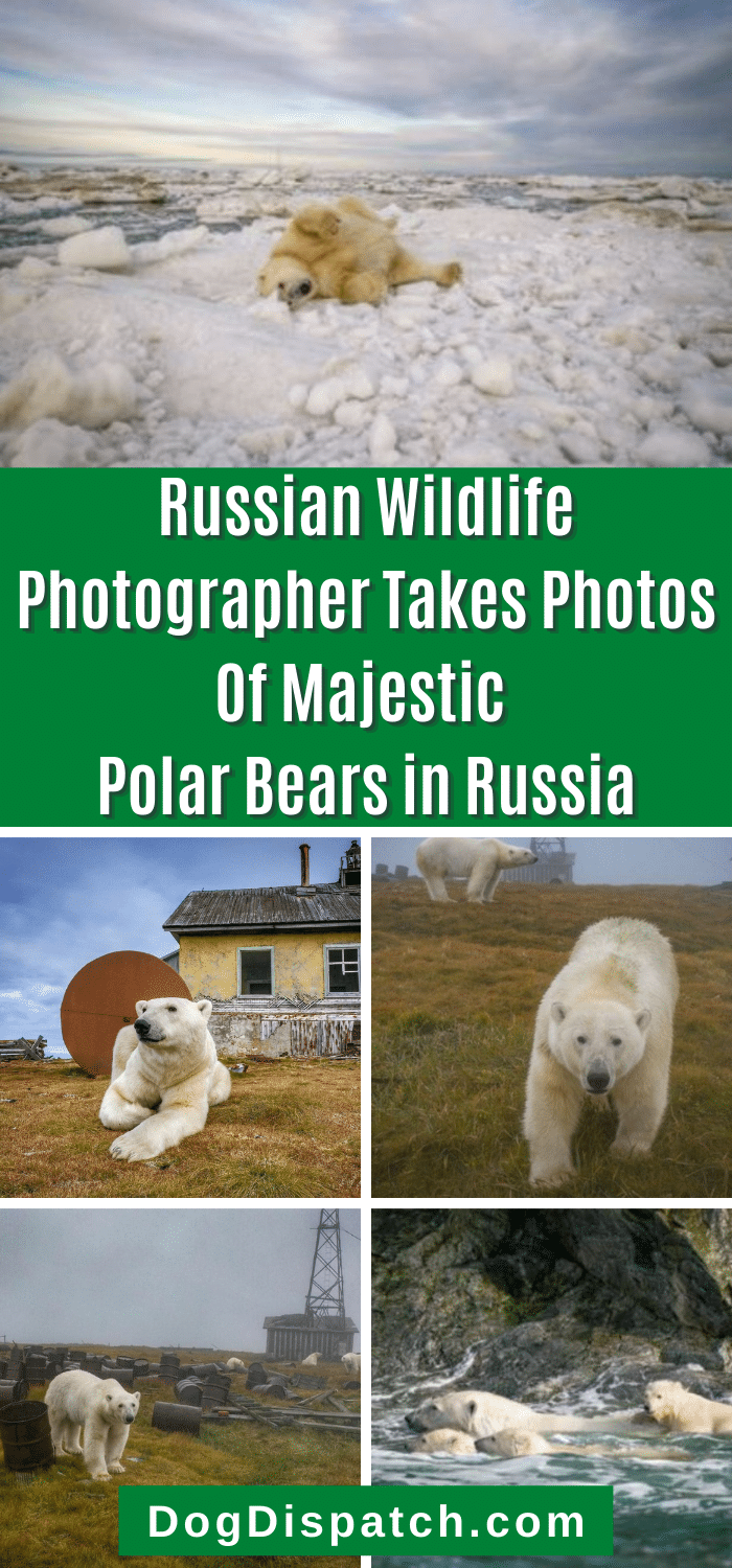 Russian Wildlife Photographer Takes Photos Of Majestic Polar Bears in ...