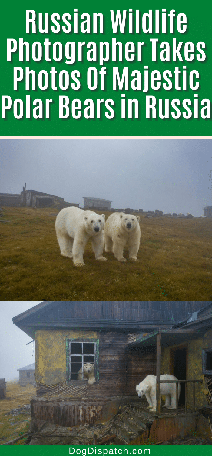 Russian Wildlife Photographer Takes Photos Of Majestic Polar Bears in ...