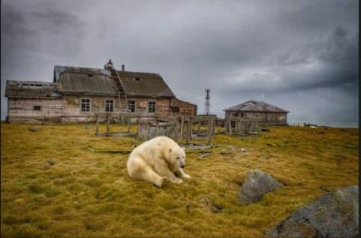 polar bear sitting in a field with the front paws placed on the back paws