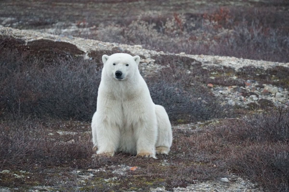 polar bear sitting on the ground