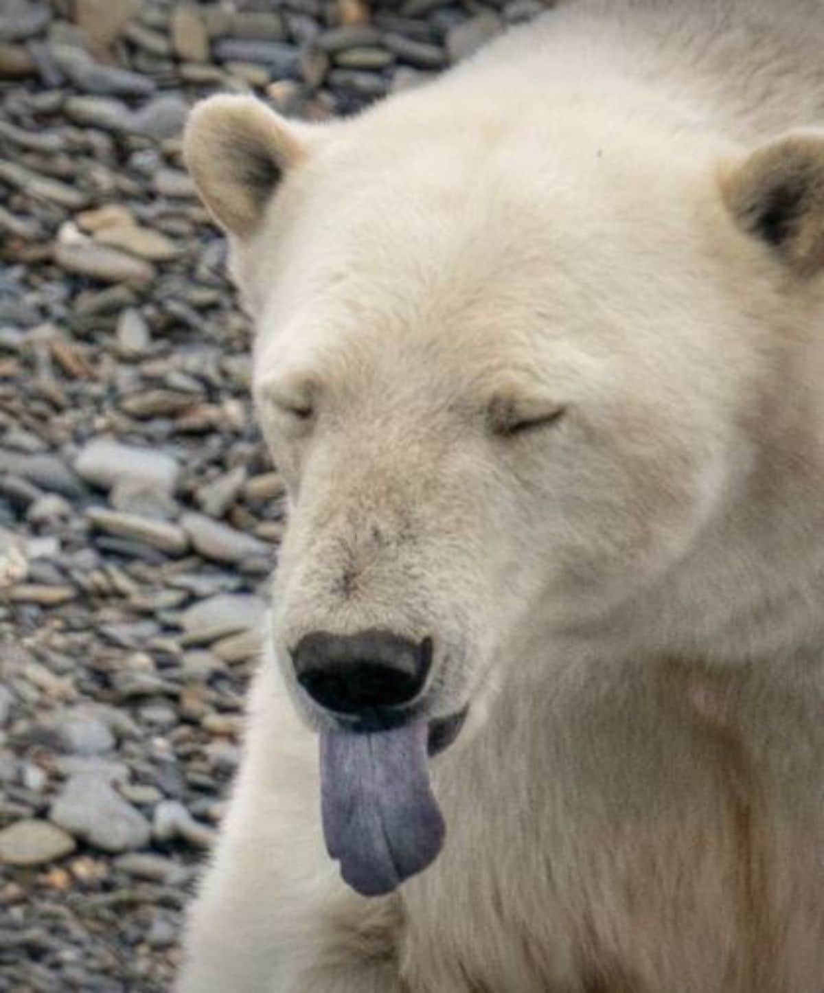 polar bear sitting with the tongue sticking out