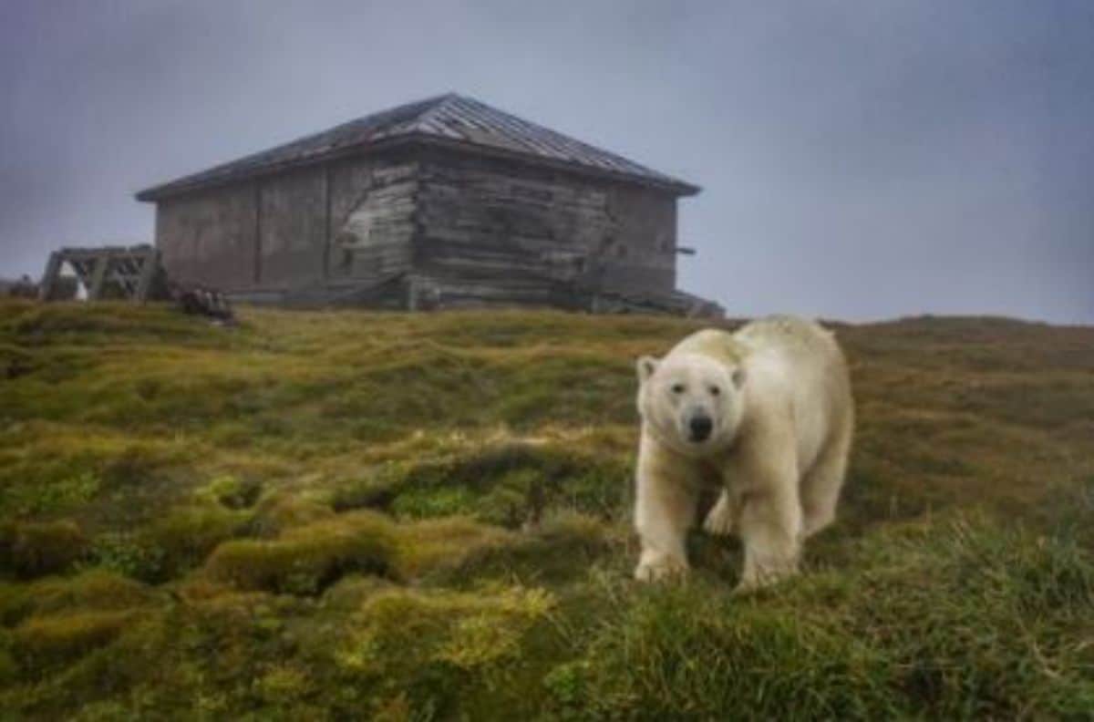 polar bear standing in a field in front of a house in the distance