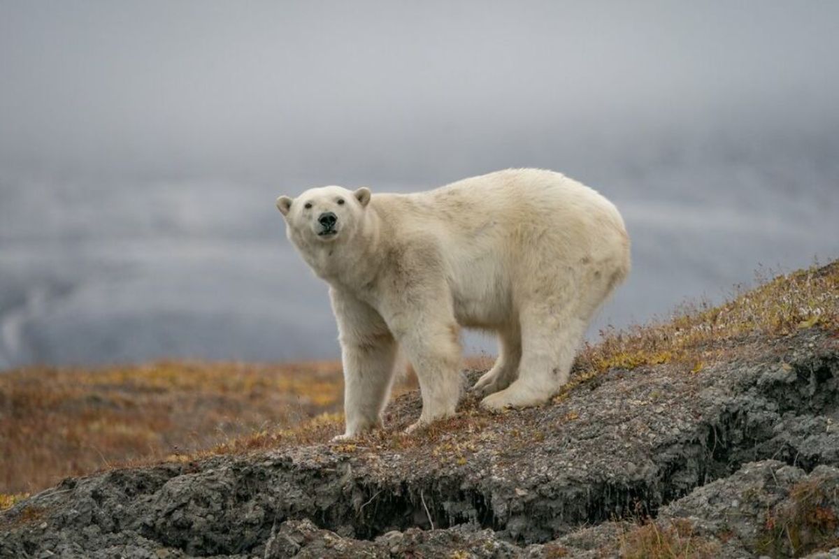polar bear standing on a rock