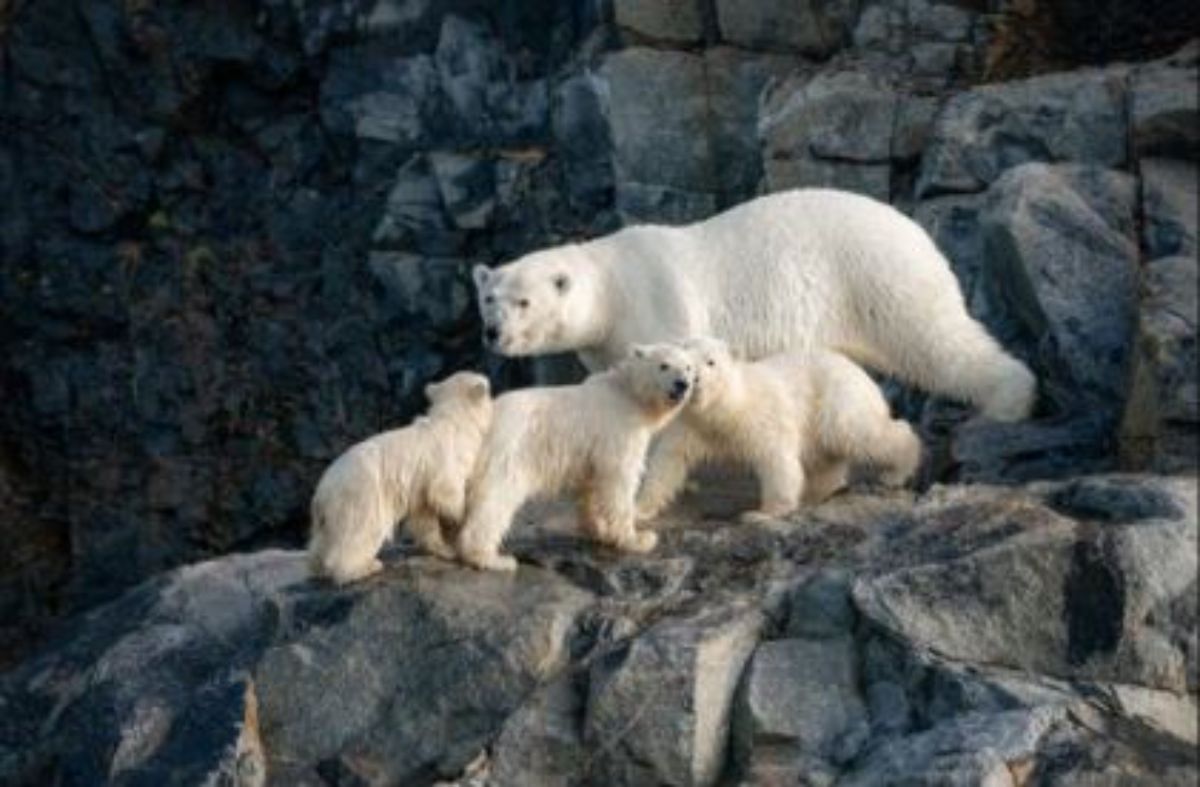 polar bear standing on rocks with 3 polar bear cubs