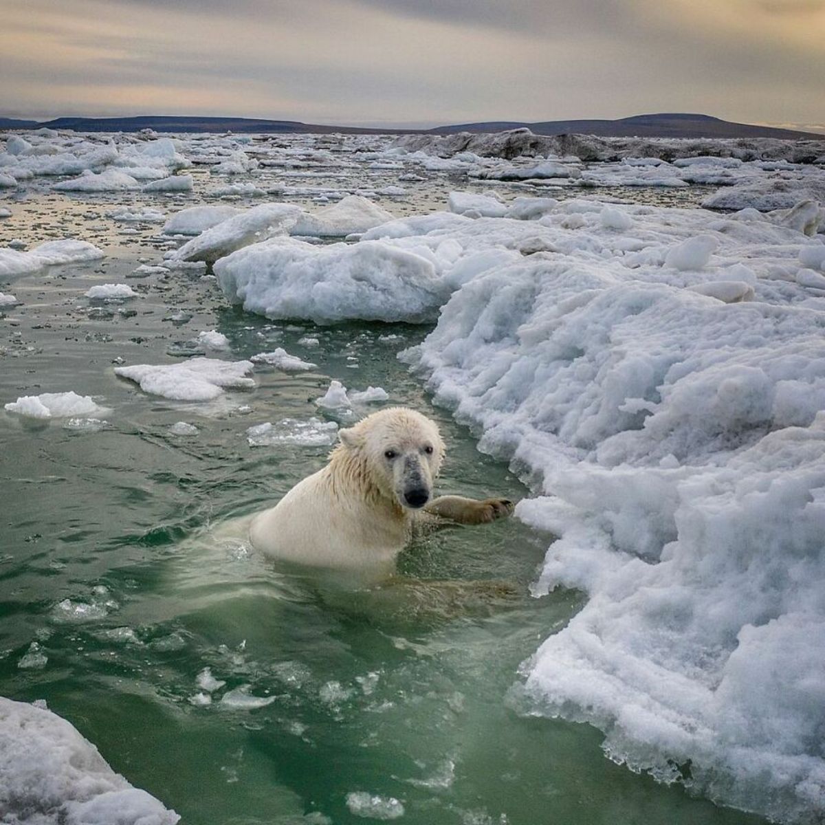 polar bear swimming in water next to floating ice