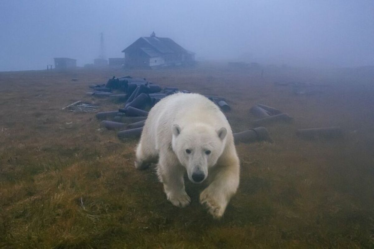 polar bear walking in a field in front of a pile of brown barrels