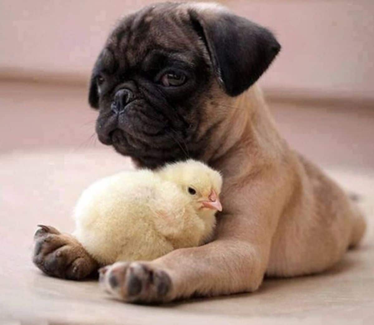 pug laying on the floor with a yellow chick sitting on the front legs
