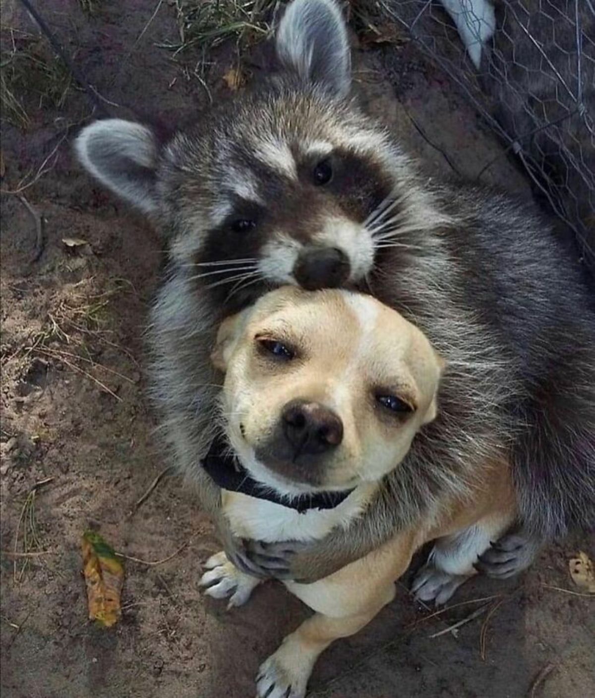 raccoon hugging a brown and white dog