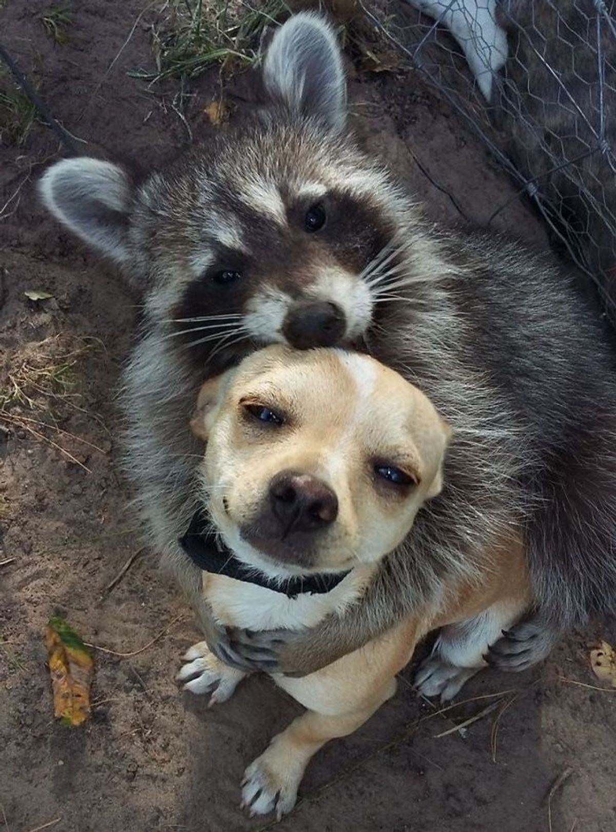 raccoon hugging brown and white dog