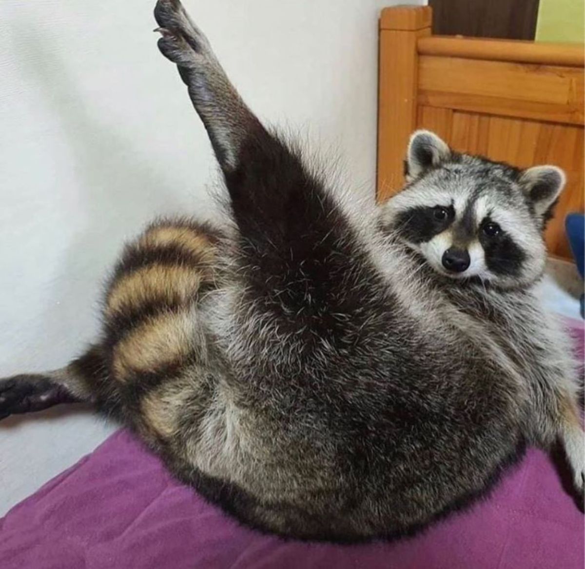 raccoon laying on a purple blanket with one back leg extended straight out