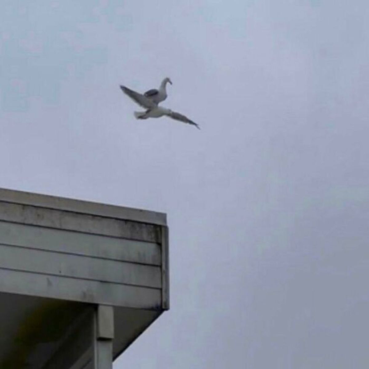 seagull sitting on the back of a seagull in flight
