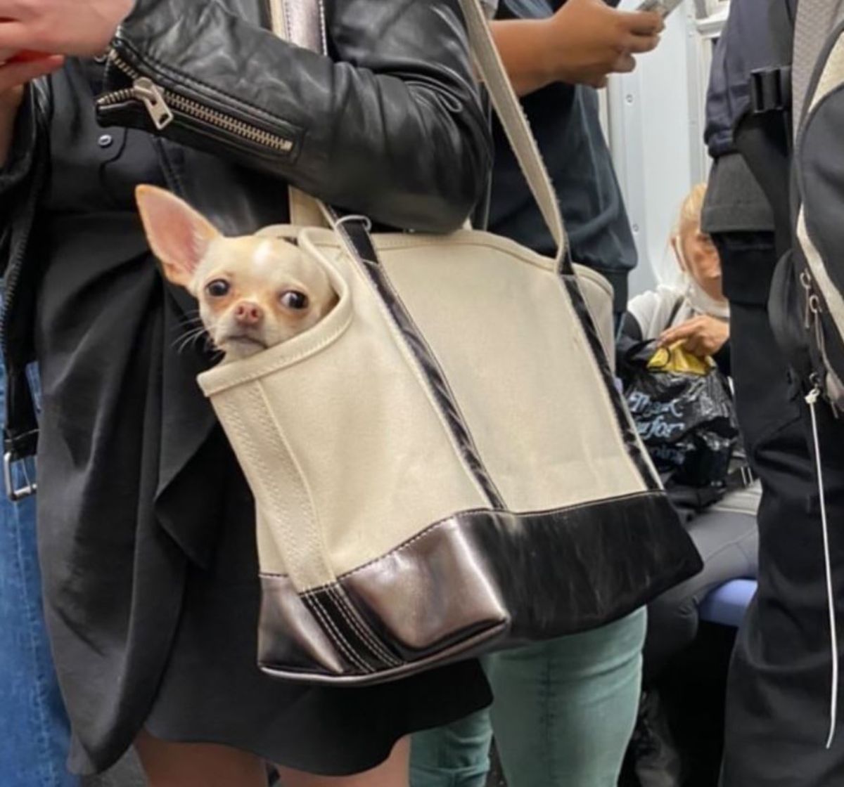 small brown dog in a brown and white bag with its head sticking out being carried by someone