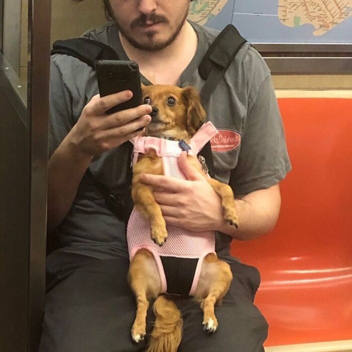 small brown dog in a pink harness being held by a person at the front