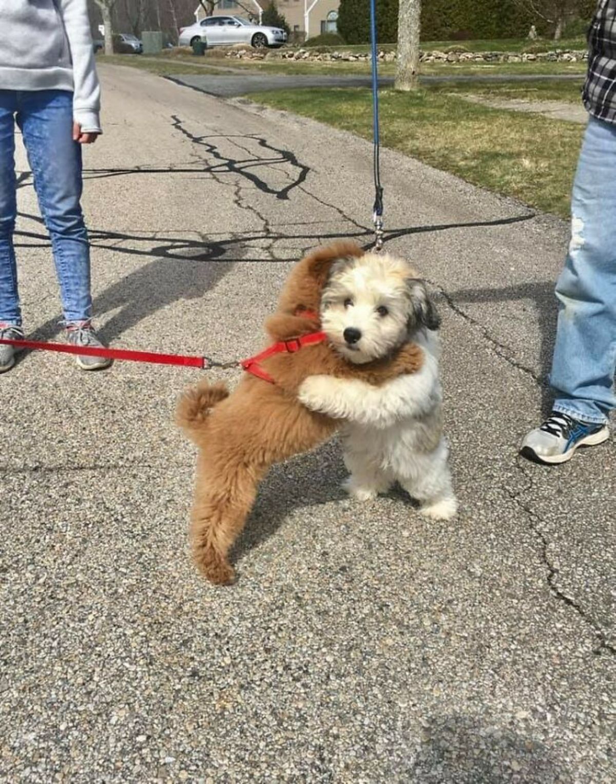 small brown fluffy dog and small white fluffy dog on leashes hugging each other on the road