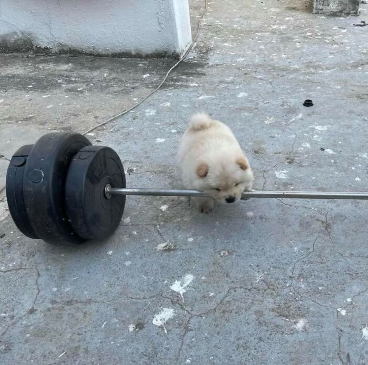 small fluffy puppy holding the bar with weights on with its mouth