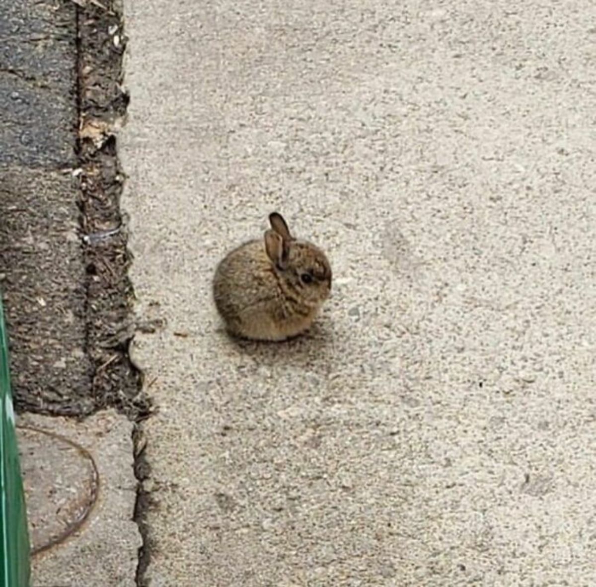 small round rabbit on the ground