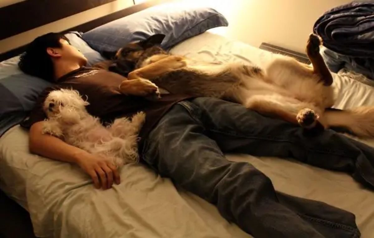 small white fluffy dog and large brown dog sleeping on a white bed on either side of a man
