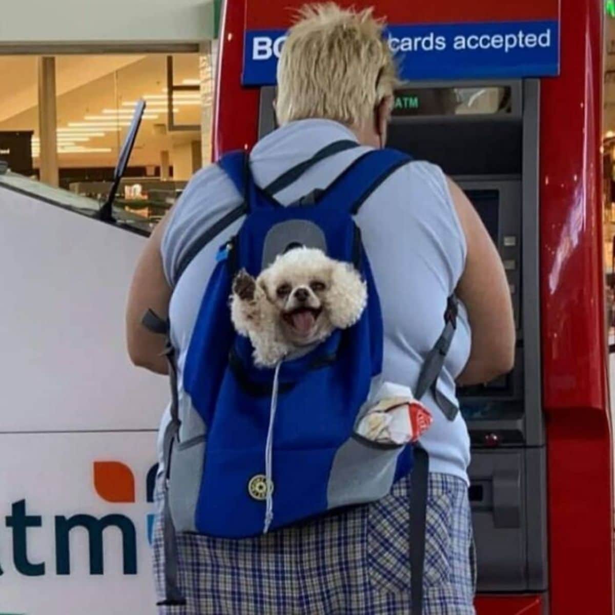 small white poodle in a blue and grey backpack worn by a person at an atm