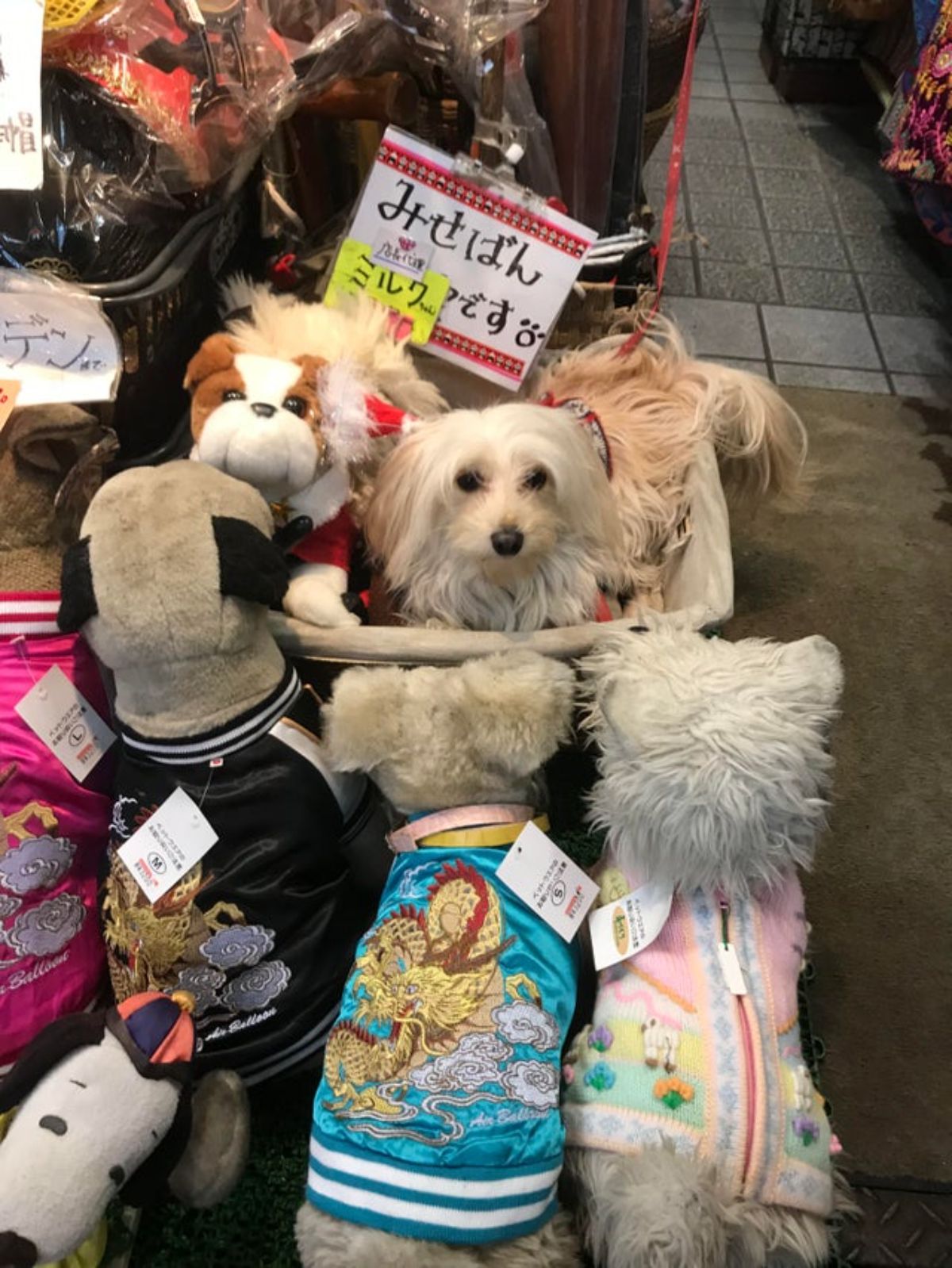 stuffed toys - a fluffy white dog sitting in a basket of stuffed toys being surrounded by stuffed toys