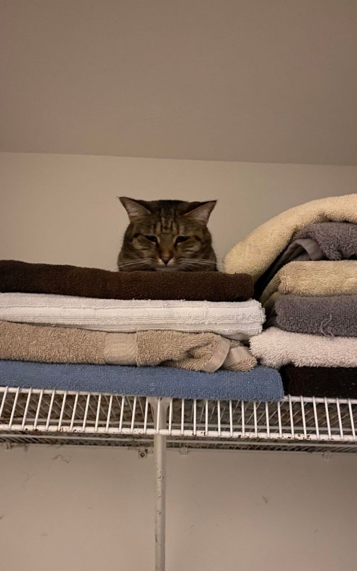 tabby cat on a pile of towels on a high shelf